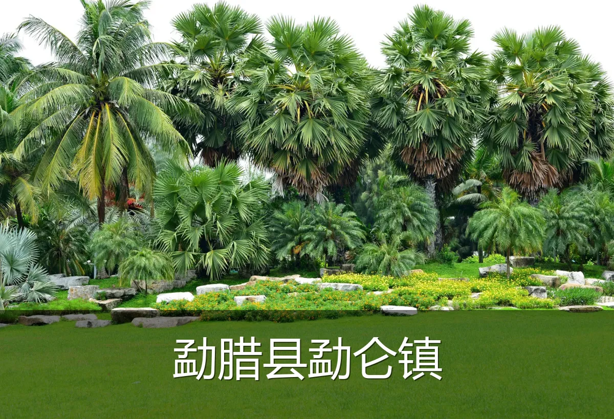 勐腊县勐仑镇